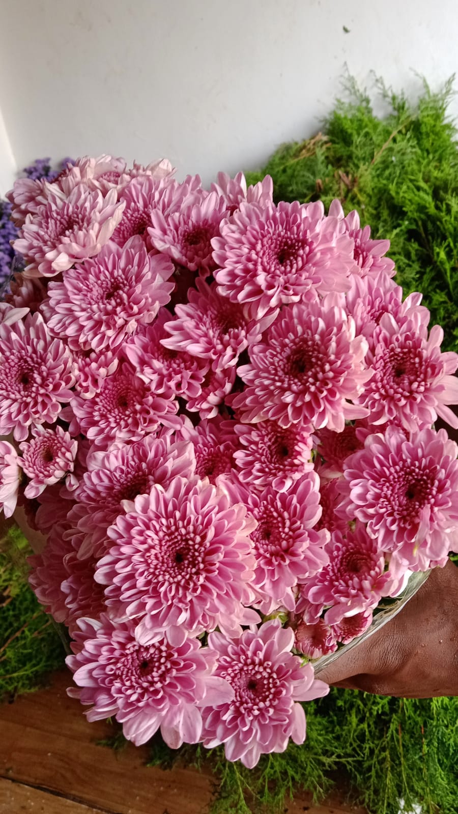 Chrysanthemum for rs.350 and up, pack of 12