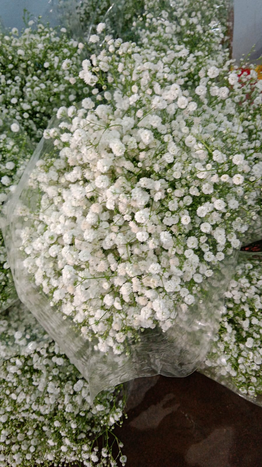 Gypsophila for rs.350 and up, pack of 12